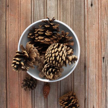Learn how to de-bug, disinfect and clean pine cones for craft projects by simply using vinegar and your oven. Also, learn how to make pine cones open (or bloom) for even more crafty potential. Click to see full tutorial. | MakeAndDoCrew.com