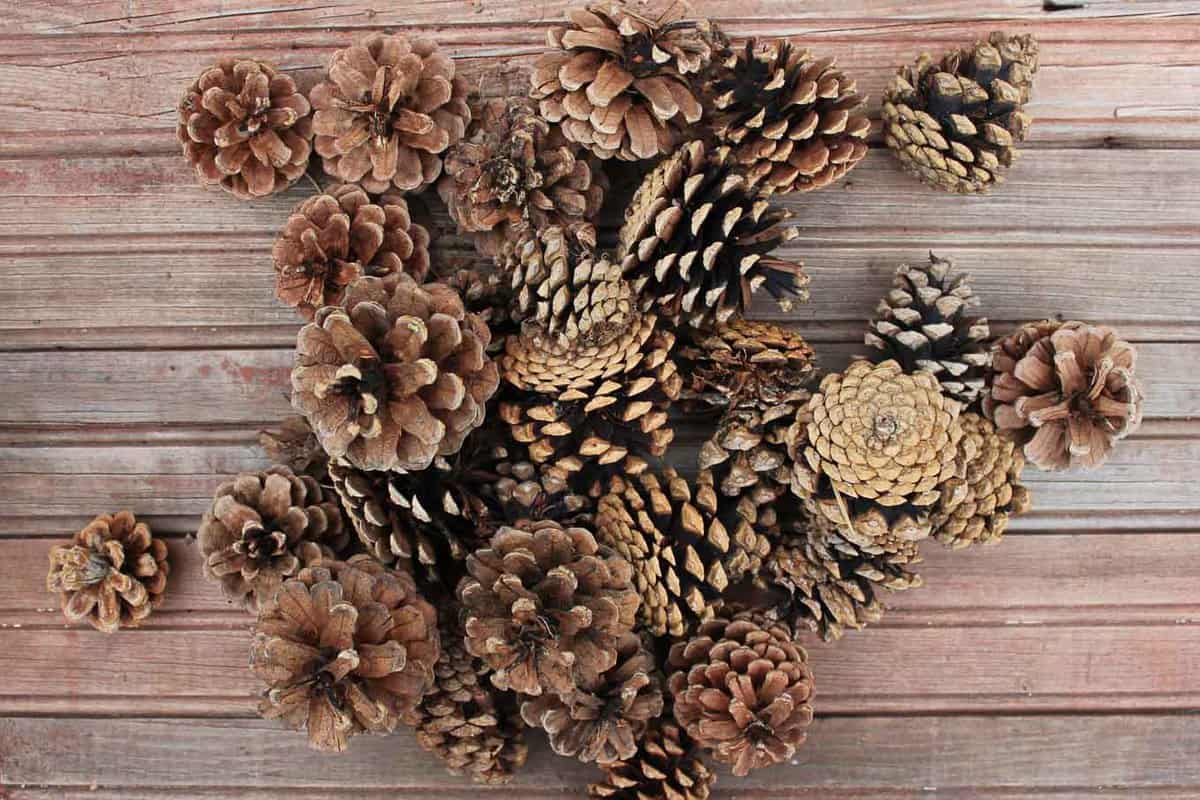 Aluminum Foil Decor on a PineCone Tree