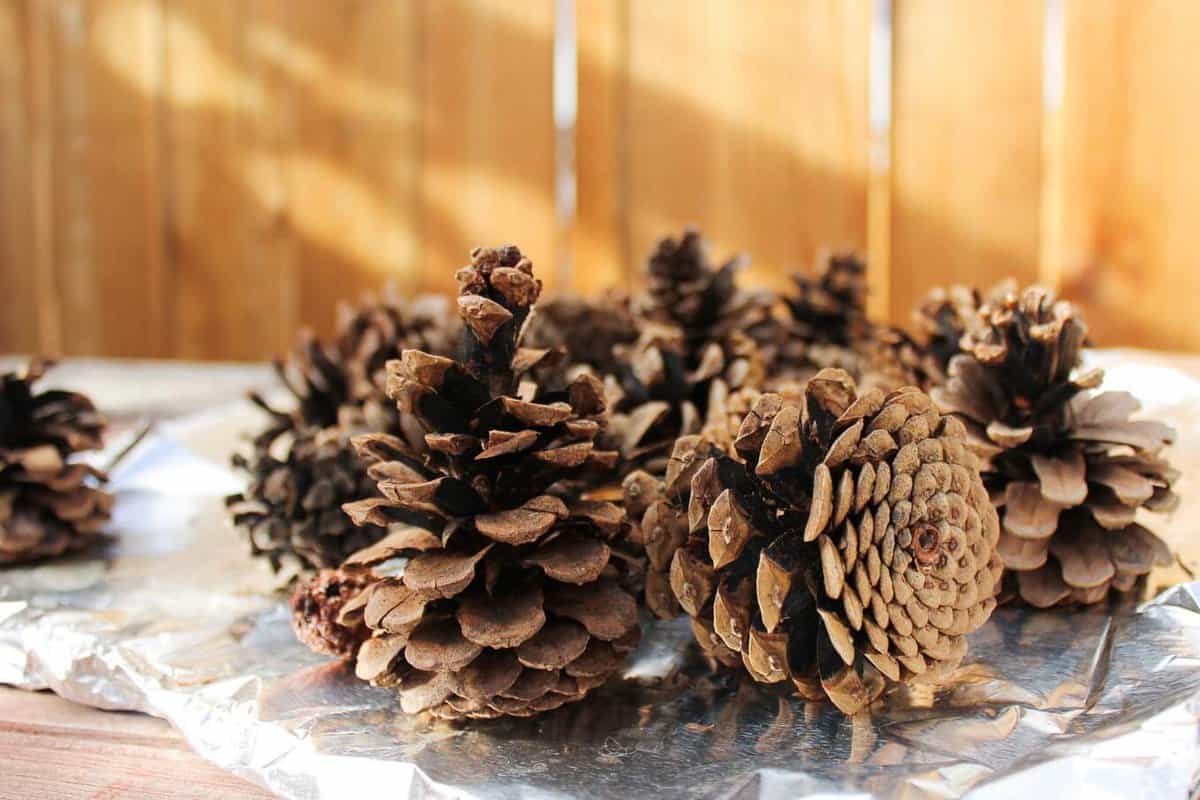 How to Clean Pine Cones for Crafts (3 Easy Steps!) – Sustain My Craft Habit