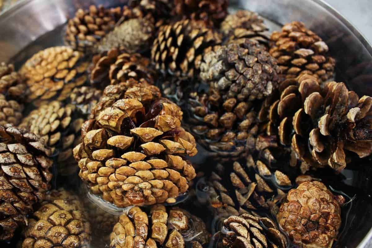 How To Clean and Preserve Pine Cones - Domestically Creative