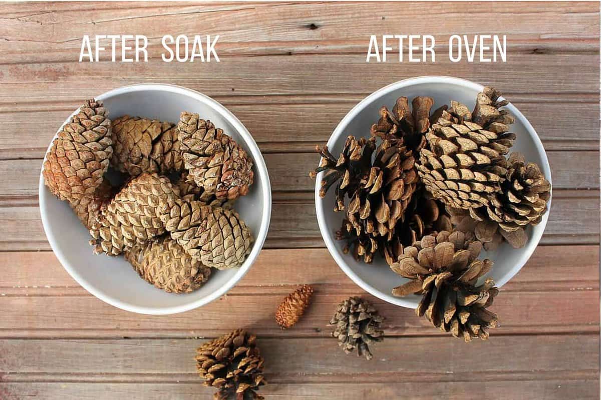 ⭐How to Clean Pine Cones for Crafts in 3 Easy Steps ⭐ MoonMagickSpirit 