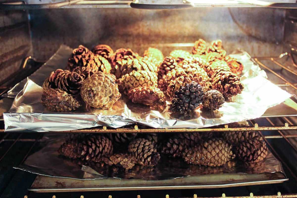 Learn how to de-bug, disinfect and clean pine cones for craft projects by simply using vinegar and your oven. Also, learn how to make pine cones open (or bloom) for even more crafty potential. Click to see full tutorial. | MakeAndDoCrew.com