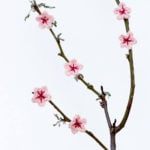 Free Crochet Cherry Blossom Flower Pattern