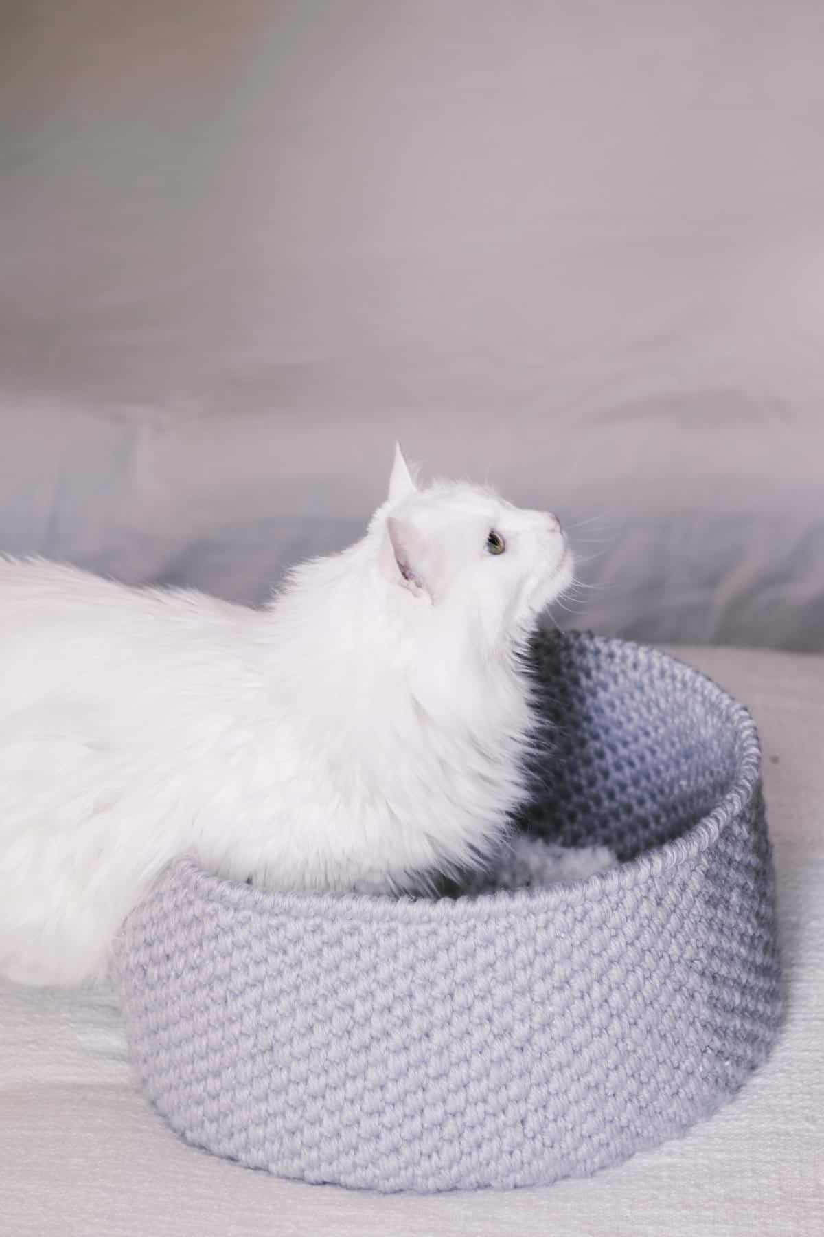 White kitty in a crochet cat bed made with grey yarn.