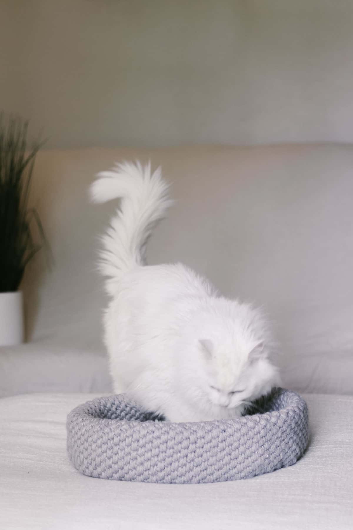 Grey crocheted pet bed with a white furry cat.